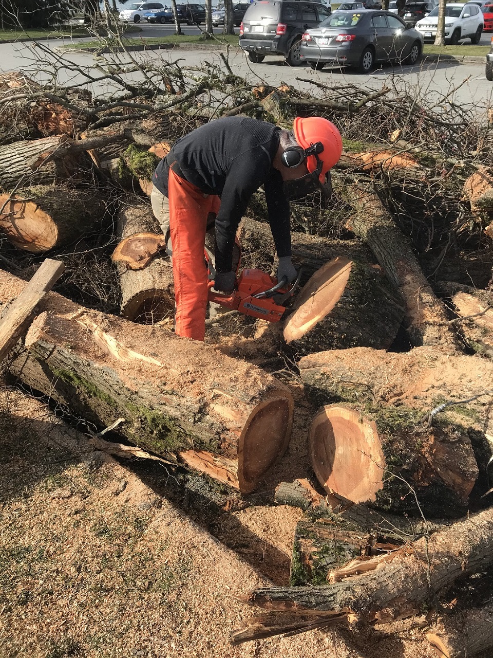 Harvesting Wood from City Boulevards